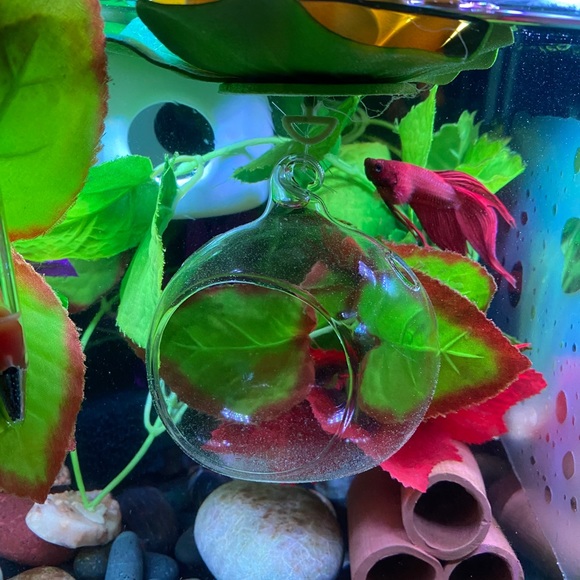 🔥Betta fish feeding house. No more messy tanks. - Picture 10 of 17